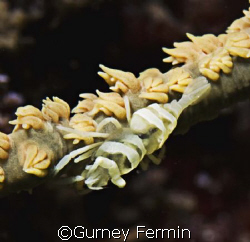 Whip coral partner shrimp. by Gurney Fermin 